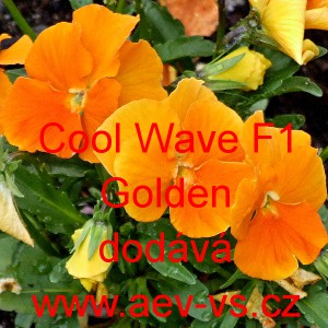 Mace&scaron;ka zahradn&iacute; převisl&aacute; Cool Wave F1 Golden
