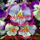 Mace&scaron;ka zahradn&iacute; převisl&aacute; Cool Wave F1 Violet Wing