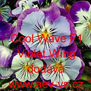 Mace&scaron;ka zahradn&iacute; převisl&aacute; Cool Wave F1 Violet Wing