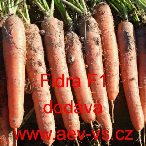 Mrkev obecn&aacute; hybridn&iacute; Fidra F1