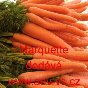 Mrkev obecn&aacute; Marquette