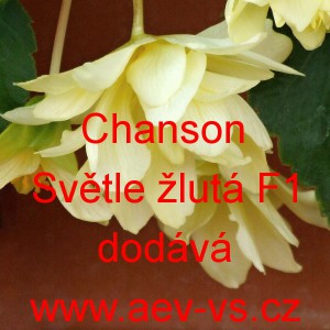 Kysala velkokvět&aacute;, beg&oacute;nie hl&iacute;znat&aacute;, převisl&aacute; Chanson světle žlut&aacute; F1