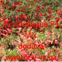 Kysala bolivijsk&aacute; převisl&aacute; Copacabana F1 Mix