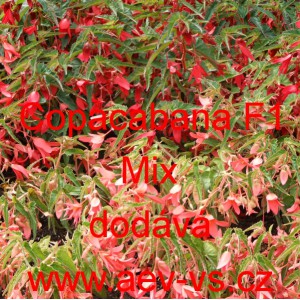 Kysala bolivijsk&aacute; převisl&aacute; Copacabana F1 Mix