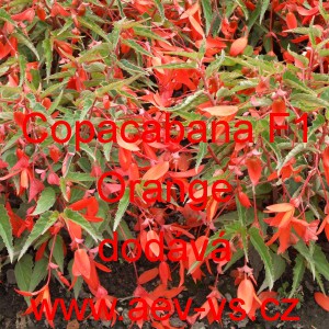 Kysala bolivijsk&aacute; převisl&aacute; Copacabana F1 Orange