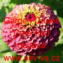 Ost&aacute;lka sličn&aacute;, lep&aacute; Garden Queen Lime Red