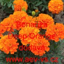 Aksamitn&iacute;k rozkladit&yacute; Bonanza Deep Orange