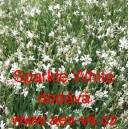 Sv&iacute;čkovec Lindheimerův Sparkle White