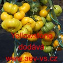 Rajče tyčkov&eacute; Yellowstone