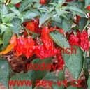 Paprika p&aacute;liv&aacute; čil&iacute; Naga Morich