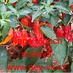 Paprika p&aacute;liv&aacute; čil&iacute; Naga Morich