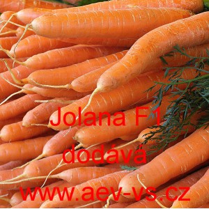 Mrkev obecn&aacute; hybridn&iacute; Jolana F1
