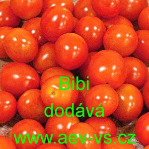 Rajče tyčkov&eacute; Bibi tře&scaron;ńov&eacute;