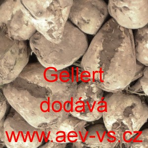 Řepa cukrov&aacute; cukrovka Gellert