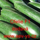 Okurka "hadovka" do sklen&iacute;ku Ofelie F1