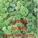 Petržel naťov&aacute; kadeřav&aacute; Kudrnka