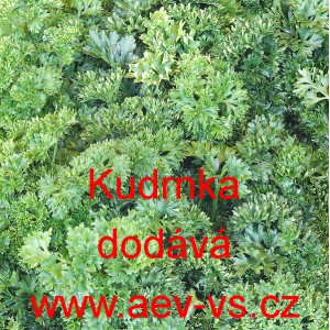Petržel naťov&aacute; kadeřav&aacute; Kudrnka