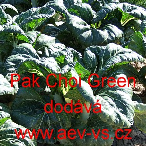 Č&iacute;nsk&eacute; zel&iacute; Pak Choi Green