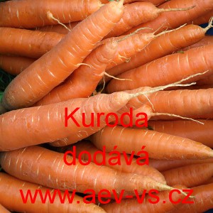 Mrkev obecn&aacute; Kuroda
