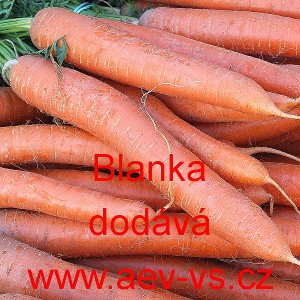 Mrkev obecn&aacute; Blanka