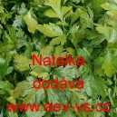 Petržel naťov&aacute; hladkolist&aacute; Natalka