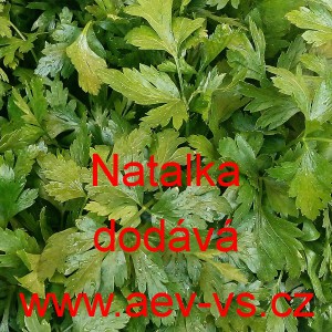 Petržel naťov&aacute; hladkolist&aacute; Natalka