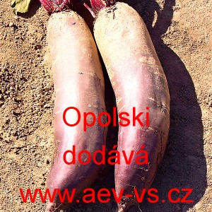 Řepa červen&aacute; sal&aacute;tov&aacute; Opolski