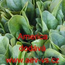 &Scaron;pen&aacute;t set&yacute; zeln&yacute; America