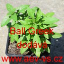 Bazalka prav&aacute; vonn&aacute;, řeck&aacute; Ball Greek 