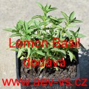 Bazalka prav&aacute; vonn&aacute; Lemon Basil
