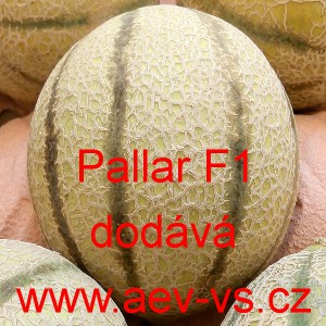 Meloun cukrov&yacute; hybridn&iacute; Pallar F1 (typ cantaloupe)