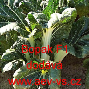 Č&iacute;nsk&eacute; zel&iacute; hybridn&iacute; Bopak F1
