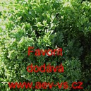 Petržel naťov&aacute; kadeřav&aacute; Favorit