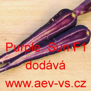 Mrkev obecn&aacute; hybridn&iacute; Purple Sun F1