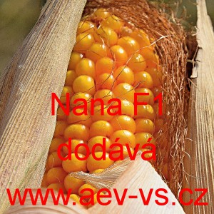 Kukuřice pukancov&aacute; hybridn&iacute; Nana F1