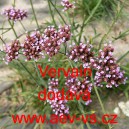 Spor&yacute;&scaron; argentinsk&yacute;, klasnat&yacute; Vervain