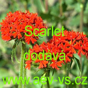 Kohoutek chalcedonsk&yacute; plamenn&yacute; Scarlet