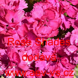 Hvozd&iacute;k siv&yacute; Rose Shades