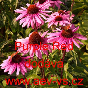 Třapatka nachov&aacute; Purple Red