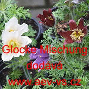 Koniklec obecn&yacute; Glocke Mischung