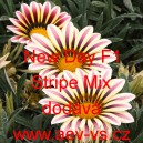 &Uacute;borovka z&aacute;řiv&aacute;, gaz&aacute;nie pevn&aacute; New Day F1 Stripe Mix