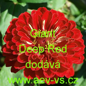 Ost&aacute;lka sličn&aacute;, lep&aacute; Giant Deep Red