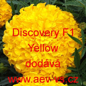 Aksamitn&iacute;k vzpř&iacute;men&yacute; nana Discovery F1 Yellow