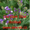 Limonka chobotnat&aacute; statice Qis Dark Blue