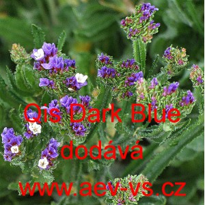 Limonka chobotnat&aacute; statice Qis Dark Blue