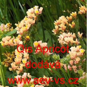 Limonka chobotnat&aacute; statice Qis Apricot