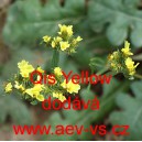 Limonka chobotnat&aacute; statice Qis Yellow