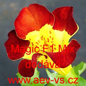 Kejkl&iacute;řka zkř&iacute;žen&aacute; Magic F1 Mix