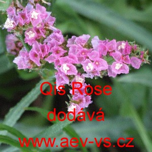 Limonka chobotnat&aacute; statice Qis Rose