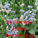 Limonka chobotnat&aacute; statice Qis Pale Blue